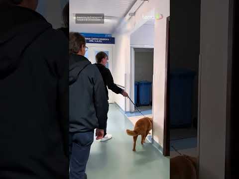 Jovem com tumor cerebral recebe visita do cachorro no hospital e emociona web #shorts