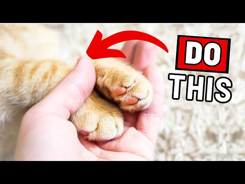 15 Ways to Tell Your Cat You Love Them (So That They Understand)