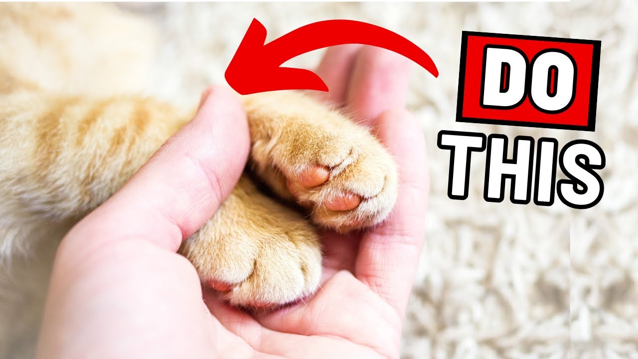 15 Ways to Tell Your Cat You Love Them (So That They Understand)