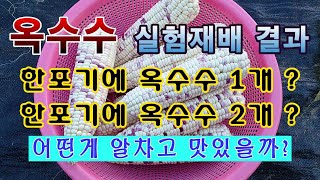 [텃밭농부. 1,187]  옥수수 실험재배 결과. 한 포기에 몇개가 최적일까?