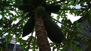 Video Pepaya