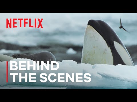 afbeelding Killer Whale Showdown