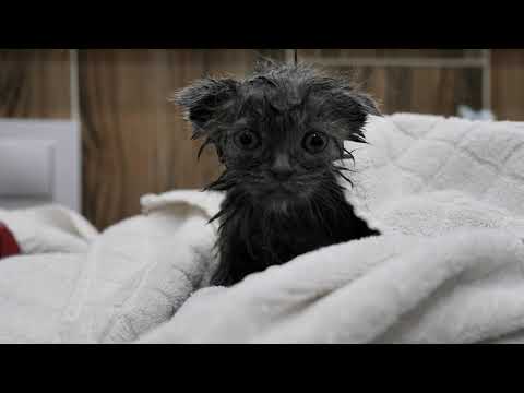 First bath for street kitten / without making it to scared