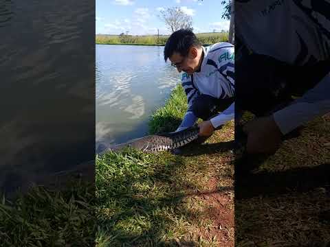 Pesqueiro Balanço das Águas Santa Helena de Goiás GO #fishing #fish #pesca