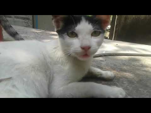 cute cats video