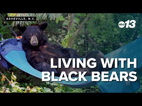 Living with North Carolina black bears