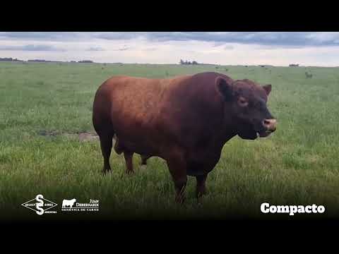 Compacto - Angus Colorado