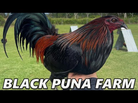Beautiful Black Birds PUNA FARM in Hawaii