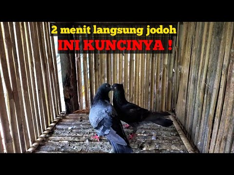 , title : 'CARA MENJODOHKAN MERPATI DENGAN BAIK DAN BENAR || 2 menit langsung jodoh'