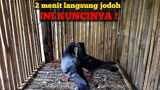 Download lagu CARA MENJODOHKAN MERPATI DENGAN BAIK DAN BENAR || 2 menit langsung jodoh mp3