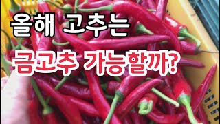 긴장마 끝나고 비싼 금고추 가능할까