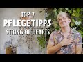 Die 7 BESTEN String Of Hearts Pflegetipps Vermehrung Ceropegia Woodii Leuchterblume