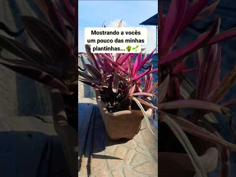 #vlog #vlogdetudoumpouco #plantas 🪴🌱#Pernambuco 🌵