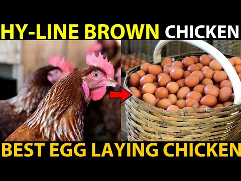 , title : 'HY-LINE Brown Chicken Farming | BEST EGG LAYING CHICKEN BREEDS | Best Chicken For Egg Production'