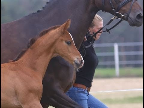 Kat. Nr. 3 Filly by Davidas - Grafenstolz / Bundesturnier 2019