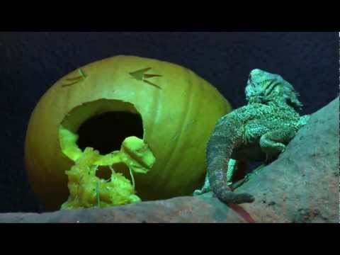 ZSL London Zoo - Reptile Halloween