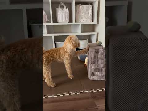 経営学科 犬ソファを買ってあげたのにそれが何か分からないトイプードル9ヶ月 #toypoodle #puppy #トイプードル