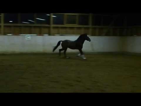 Capolavoro 2014: 3j. Hann. Hengst v. Christ - Wolkentanz