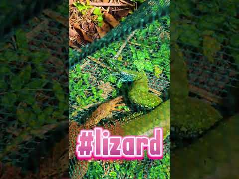 🦎