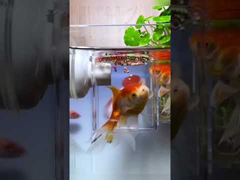 Aquarium Transparent Suction Fish Feeder 🔥Product Link in Description & Comments!🔥