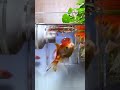 Aquarium Transparent Suction Fish Feeder Product Link In Description Comments