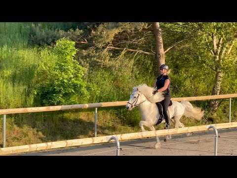 A day with TheHorseSeller - Special: TheHorseSeller goes Kronshof Special S1/E18