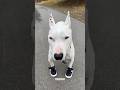 1 2 Paw In Shoe Shorts Dogsofyoutube Shortsfeed Cute Meme 12bucklemyshoe
