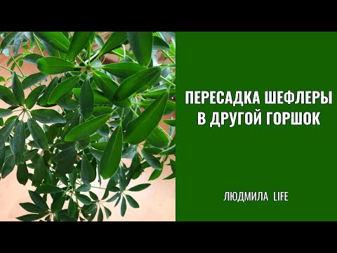 Пересадка шефлеры в другой горшок. Комнатные цветы.