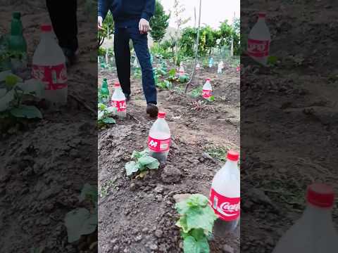 Simple drip irrigation system from plastic bottles for growing cucumbers #gardening #shorts