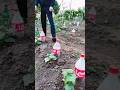 Simple drip irrigation system from plastic bottles for growing cucumbers #gardening #shorts