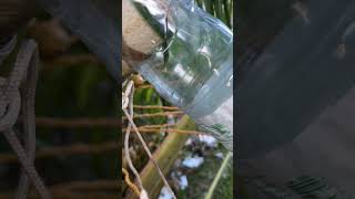 Download lagu Coconut toddy #raafodho #nature #toddy mp3 Download lagu Coconut toddy #raafodho #nature #toddy mp3