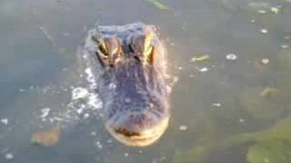 preview picture of video 'Feeding a Gator'