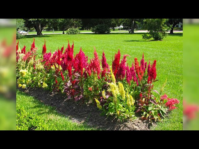 В Иркутске опустошили клумбы