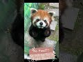 Little Red Panda fights back!