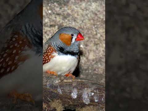naturaleza de Rodríguez de Mendoza región amazonas país Perú