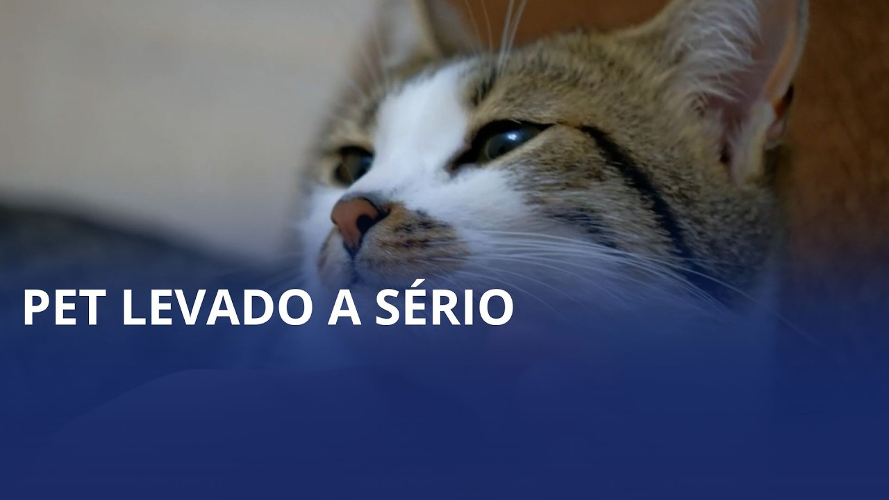 Projeto em Ibirama oferece castração e microchipagem para pets
