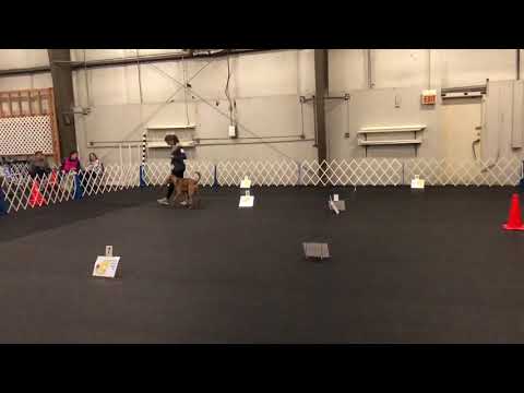 AKC Rally | Motive | Novice Q #2 | Dec2017