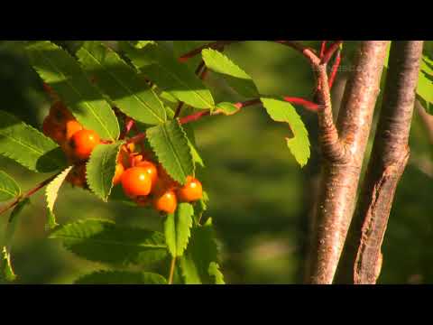 Edward MacDowell - Poeme Erotique Derek Han piano (LandscapeHD)