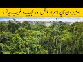 Wonders Of Amazon Jungle Urdu Hindi