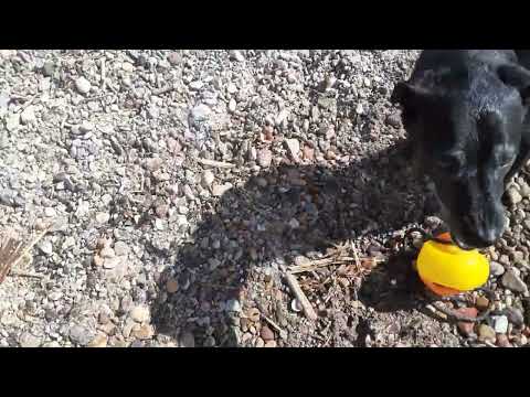 Beach Day 2024/03/22 Dogs & the OL' Man