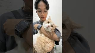 Download lagu CARI KUCING BARU UNTUK DI ADOPSI mp3