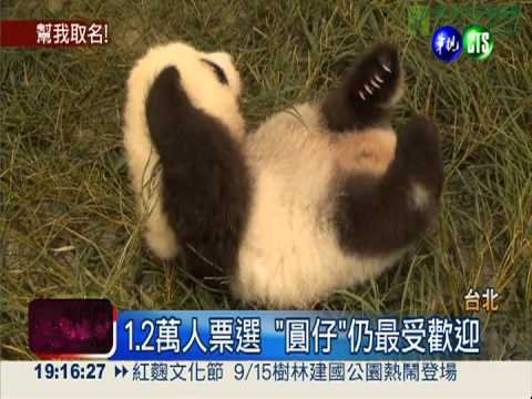 圓仔要命名! 票選前6名出爐