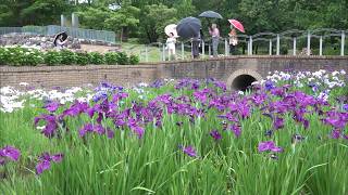 6月8日【びわ湖放送ニュース】彦根市の庄堺公園で楽しむ梅雨の風情「ハナショウブ」見頃迎える