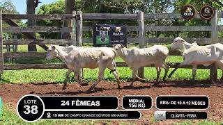 Vídeo LOTE 38