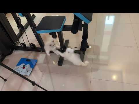 how to train a ragdoll cat to be docile