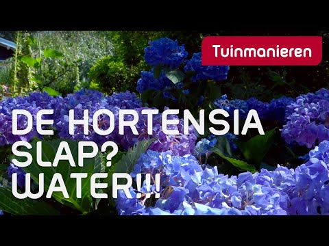 , title : 'Wat doen als je Hortensia slap hangt? Water. | Alles over de Hortensia | Tuinmanieren'