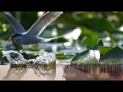 Ion Ivanovici (1845-1902) - Valurile Dunării