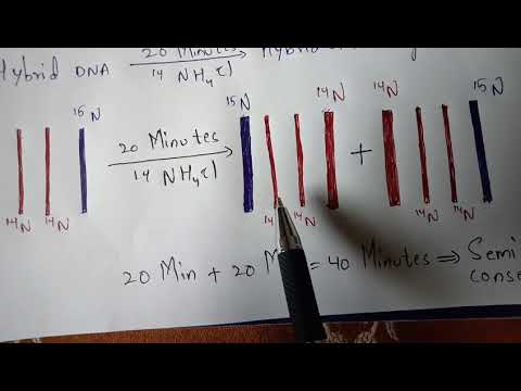 DNA REPLICATION part 1 BY PHANINDRA GUPTA