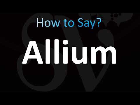 How to Pronounce Allium (CORRECTLY!)
