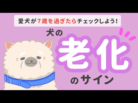 犬の老化に伴う10の症状
